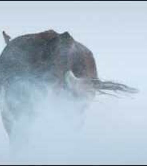 TV ad (Liivimaa lihaveis)